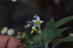 Solanum nigrescens