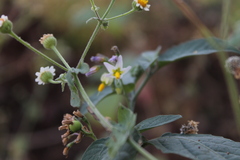 Solanum nigrescens