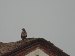 Buteo buteo