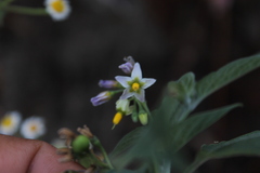 Solanum nigrescens