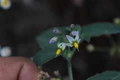 Solanum nigrescens
