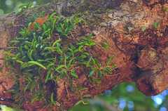Bulbophyllum shepherdii
