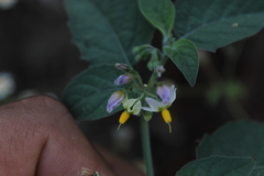 Solanum nigrescens