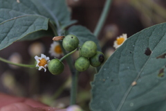 Solanum nigrescens