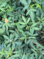 Stylosanthes