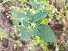Solanum nigrescens