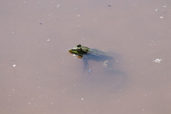 Pelophylax ridibundus