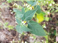 Solanum nigrescens
