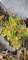 Myosotis antarctica