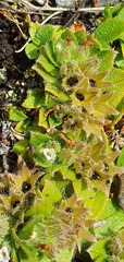 Myosotis antarctica