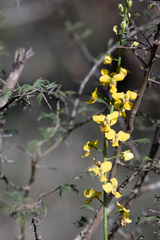 Eulophia speciosa