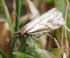 Hednota pleniferellus