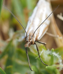 Hednota pleniferellus