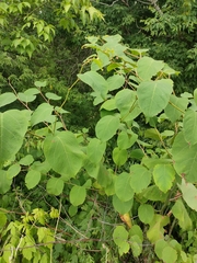 Reynoutria × bohemica