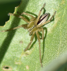 Micrommata