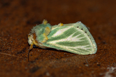 Coenobasis albiramosa