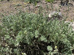 Artemisia papposa