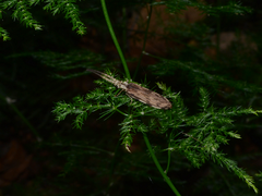 Tenomerga leucophaea