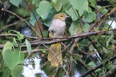 Nicator chloris