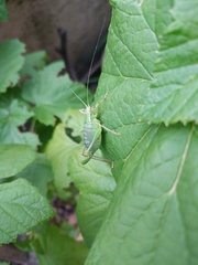 Barbitistes serricauda