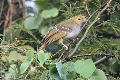 Nicator chloris