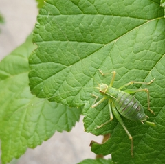 Barbitistes serricauda