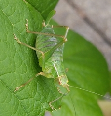 Barbitistes serricauda