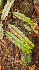 Quintinia serrata