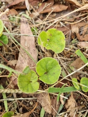 Dichondra repens