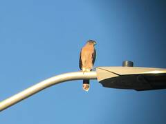Accipiter cooperii