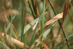 Orocrambus ramosellus