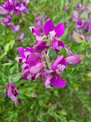 Polygala myrtifolia