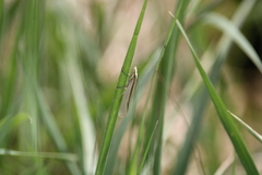 Orocrambus ramosellus