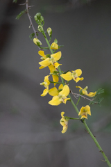Eulophia speciosa