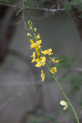 Eulophia speciosa