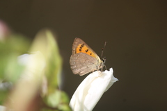 Lycaena rauparaha