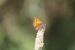 Lycaena rauparaha