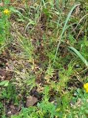 Epilobium tetragonum
