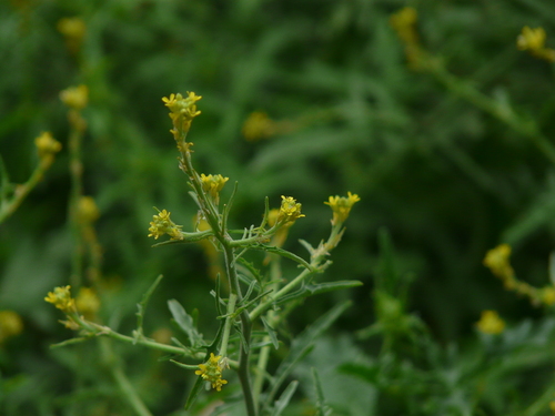 Hedge mustard (Sisymbrium officinale)