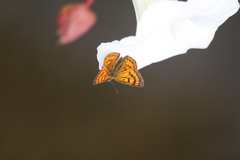 Lycaena rauparaha
