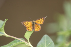 Lycaena rauparaha