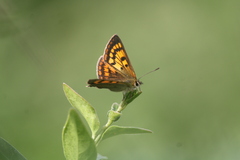 Lycaena rauparaha