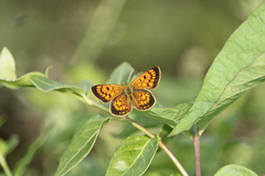 Lycaena 'canterbury common copper'