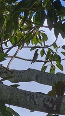 Chrysococcyx lucidus lucidus