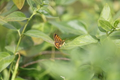 Lycaena 'canterbury common copper'