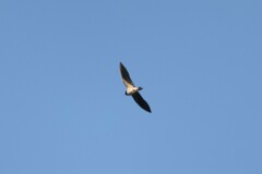 Hirundo rustica rustica