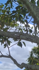 Chrysococcyx lucidus lucidus