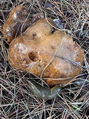Suillus pungens