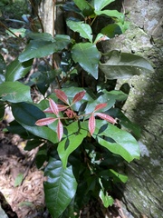 Heritiera trifoliolata