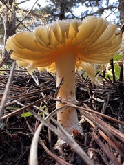 Suillus pungens